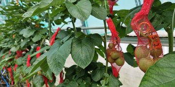 Progress in Potato Variety Trials Despite Challenging Weather