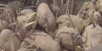 Cultivating the Future: High School Students Learn Potato Growing in Wakkanai