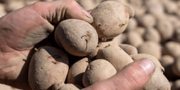 Hidden risks of planting purchased potatoes: what farmers need to know