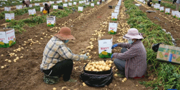 Potato harvest season peaks in Tengzhou, Shandong Province