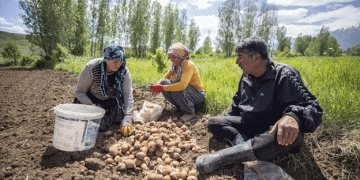 Roll up our sleeves: potato production takes root in Tunceli
