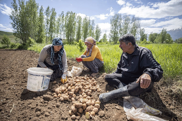 Roll up our sleeves: potato production takes root in Tunceli 50 Roll up our sleeves: potato production takes root in Tunceli
