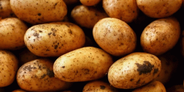 India’s Ambitious Aspiration to Export Potatoes to Russia: Opportunities and Challenges