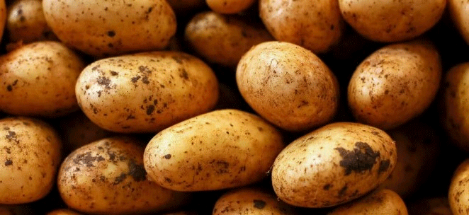 L'ambiziosa aspirazione dell'India ad esportare patate in Russia: opportunità e sfide