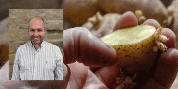 Innovative Potato Storage Solutions Unveiled: Biofresh Safestore’s Ethylene-Based Sprout Suppression System