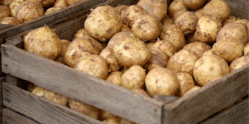 Early Potato Harvest in Lower Saxony: Promising Quality Amidst Weather Challenges