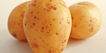Eastern Germany’s Potato Market Update: Balancing Supply and Demand Amid Import Challenges