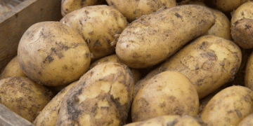 Urgent Alert for Potato Growers: Idaho Norkotah Stocks to Deplete by Late June