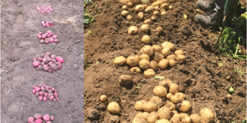 Revolutionary Agricultural Milestone for Canadian Potato Farming
