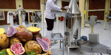 Overproduction Challenges in Peru’s Potato Industry: Seeking Sustainable Solutions