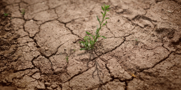 Mexico’s farmers face devastating losses due to prolonged drought