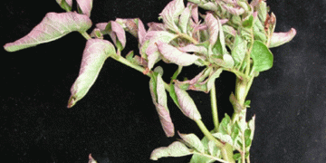 Protecting Antioquia’s Potato Harvest: Government Takes Action Against Pest Threats