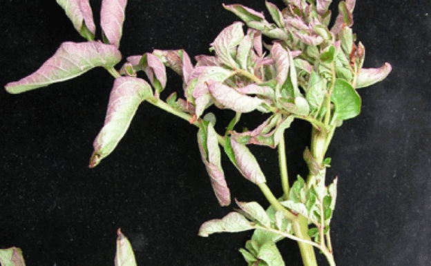 Protecting Antioquia's Potato Harvest: Government Takes Action Against Pest Threats 45 Protecting Antioquia’s Potato Harvest: Government Takes Action Against Pest Threats