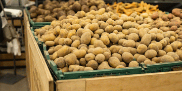 Brazil’s Potato Harvest Begins: Prices Drop in São Paulo