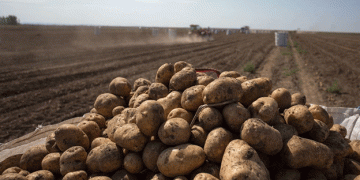 Promising potato harvest in Castile and Leon: agronomic forecast