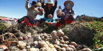 Peru’s Record-Breaking Potato Yields: A Triumph Amid Economic Challenges