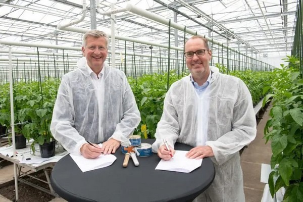 Bayer agus Solynta Partner gus Tuathanachas Buntàta ath-nuadhachadh le sìol fìor bhuntàta