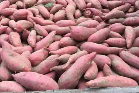 Barbados Faces Sweet Potato and Yam Shortage Amidst Climate Challenges