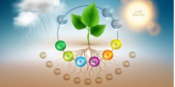 Enhancing Potato Yield: New Website Offers Insights on Sustainable Fertilization