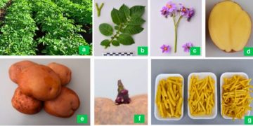 New Potato Varieties Set to Transform Sustainable Farming