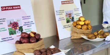 CIP Introduces New Potato Cultivars to Boost Food Security in the Andean Region