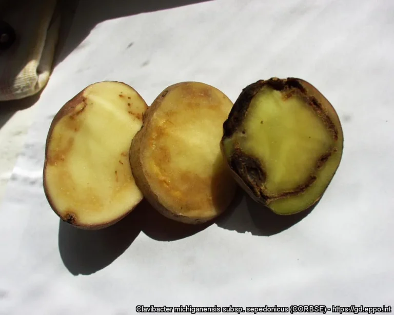 Potato ring rot: a profile of the potato pathogen and control measures (part I) 49 Potato ring rot: a profile of the potato pathogen and control measures (part I)