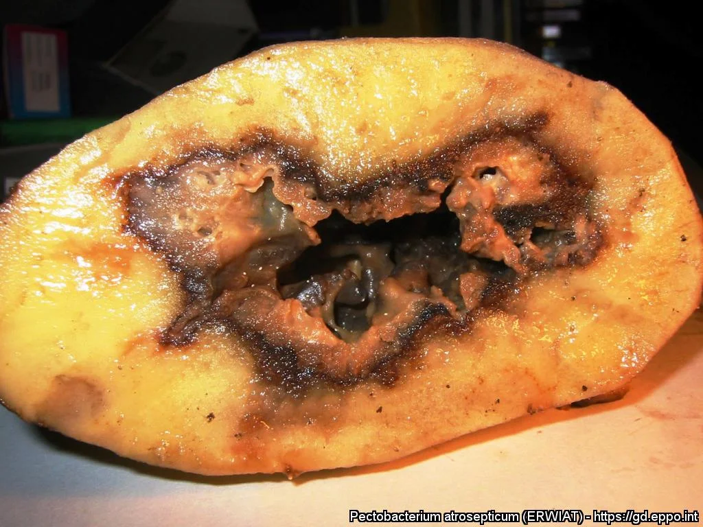 Potato blackleg disease: main challenges for bacterial disease control