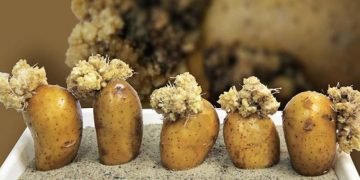 Addressing Potato Wart: CFIA’s Draft Response Plan Under Consultation