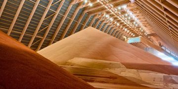 Challenges and Adjustments in Potato Farming: 2024 Outlook