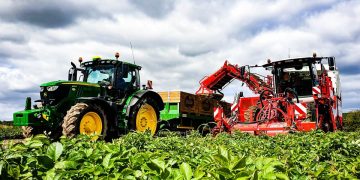 Climate Crisis Threatens Agriculture and Safety in Ireland: Potatoes and Carrots at Risk