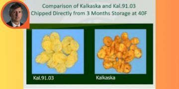 Advancing Potato Quality: USDA APHIS Grants Exemption for Innovative Kal91.3 Potato