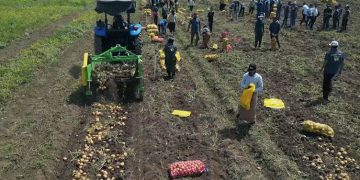 Kurdistan Farmers Aim to Increase Production and Export of Novel Potato Variety