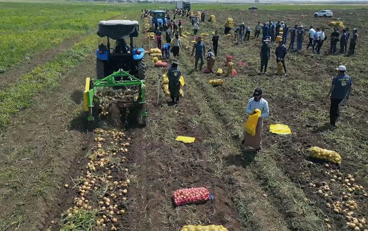 Kurdistan Farmers Aim to Increase Production and Export of Novel Potato Variety 57 Kurdistan Farmers Aim to Increase Production and Export of Novel Potato Variety