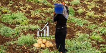 Surge in Potato Production in Kurdistan: Opportunities and Challenges