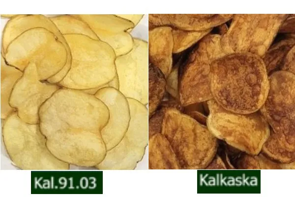 Ƙarƙashin Ƙasa: MSU Ya Buɗe Kal91.3 Dankali, Sake Ma'ajiya da Inganci