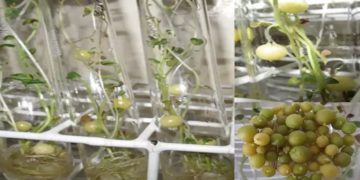 Philippines’ NPRCRTC Ready to Transfer Potato Micropropagation Technology to Private Organizations