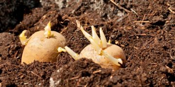 Delays in European Potato Season Prompt Strategic Adjustments