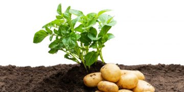 Disruptions in European Potato Planting Amid Adverse Weather Conditions