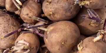 Soil Conditions Improve Across Europe, but Potato Planting Faces Regional Delays
