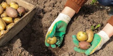 Challenges Persist: European Potato Planting Season Faces Weather Woes
