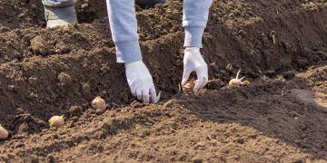 Weather Challenges Persist for Potato Planting Across Europe