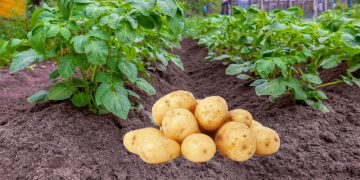 European Potato Planting Nears Completion Amid Weather Challenges