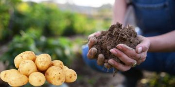 McCain Partners with BNP Paribas Bank Polska to Support Regenerative Agriculture in Poland