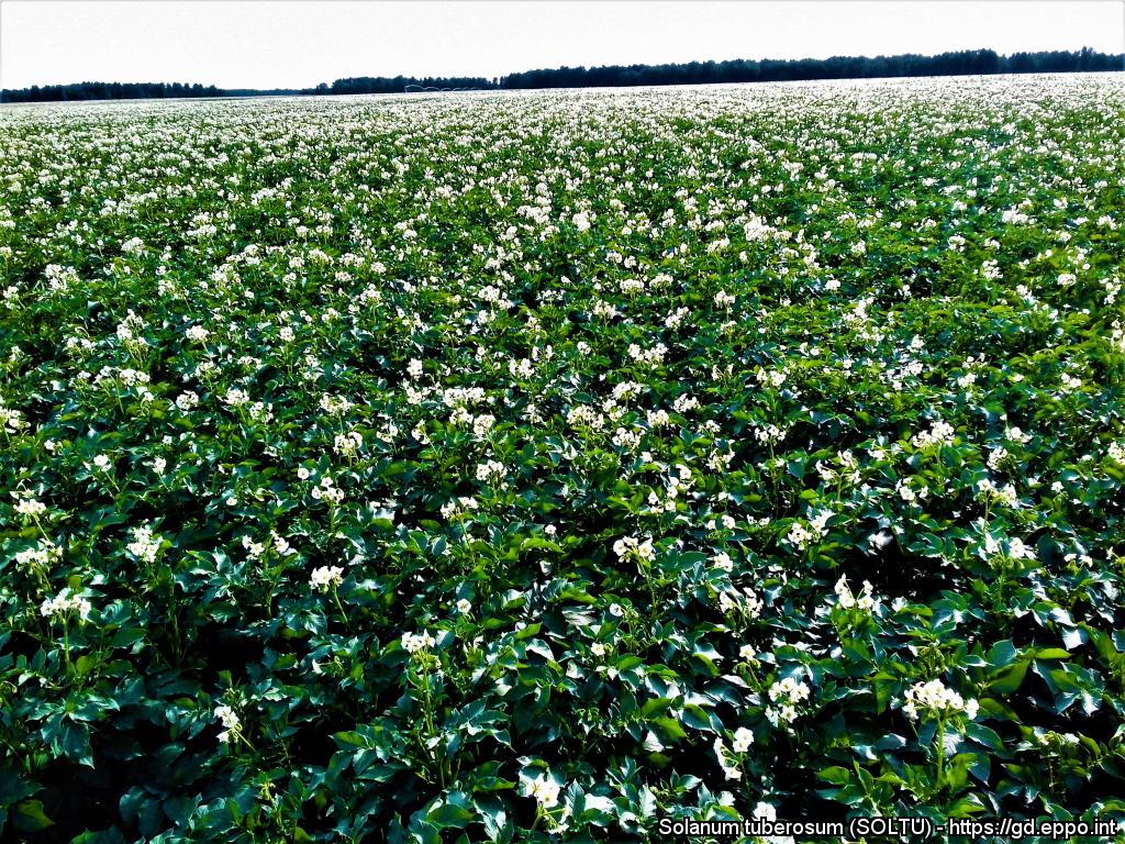 Correct choice of a potato variety and crop protection product(s): a relevant online toolbox for an effective disease control 1 SOLTU 10784