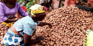 Promising Potential Unveiled for Potato Farming in Ruvuma, Tanzania