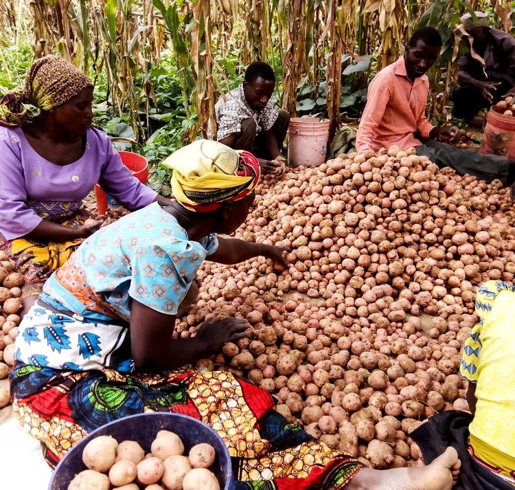 Promising Potential Unveiled for Potato Farming in Ruvuma, Tanzania 88 Promising Potential Unveiled for Potato Farming in Ruvuma, Tanzania