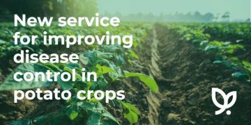 Precision Disease Management Service Enhances Potato Crop Protection