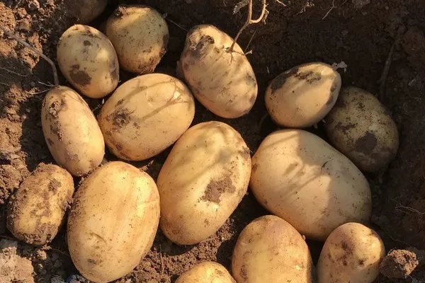 Patatas de siembra escocesas: perspectivas de aceptación de la UE después del Brexit
