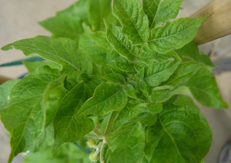 Kartoshka virusi Y (PVY): kartoshka ishlab chiqarishga tahdid soluvchi doimiy bo'lmagan virus 7 Kartoshka virusi Y (PVY): kartoshka yetishtirishga tahdid soluvchi turg'un bo'lmagan virus