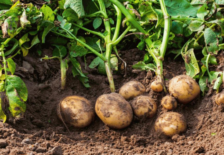 International projects on growing the resilient potato varieties to enhance food security in some African countries  